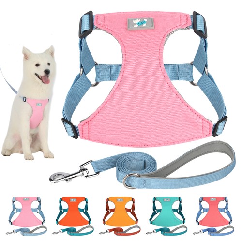 Small pet puppy dog - puppy,