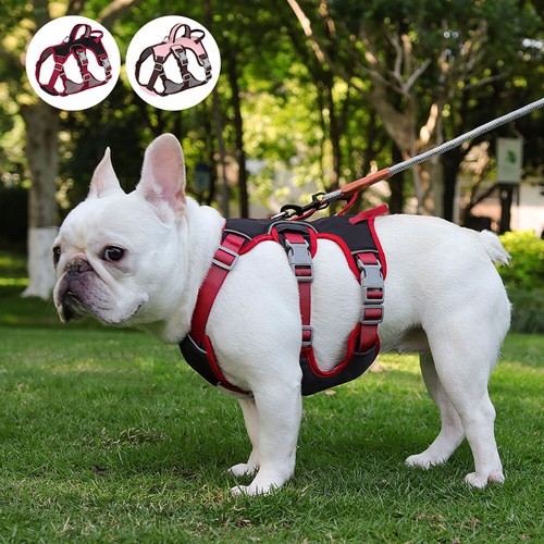 Soft pull dog - pull, harness