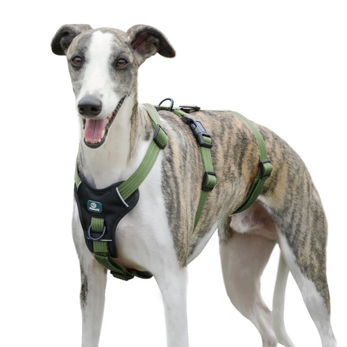 Escape proof dog - escape,