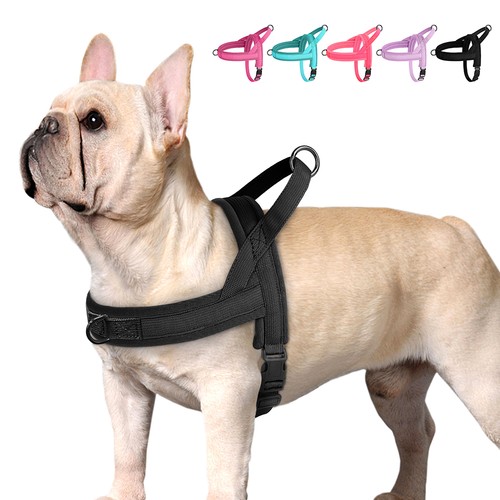 Front leading dog - front,