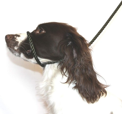 Dog field figure - 8, pull