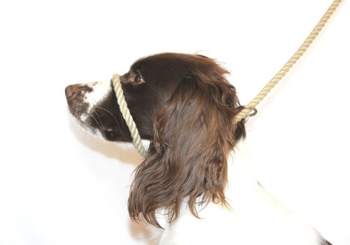 Anti pull figure dog - dog, lead